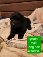 Akc green male long hair, a male German Shepherd Dog for sale in New Vienna, OH – 4 of 6