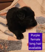 Akc purple female long hair, a female German Shepherd Dog for sale in New Vienna, OH – 1 of 6