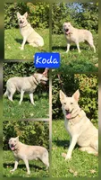 Akc green male long hair, a male German Shepherd Dog for sale in New Vienna, OH – 6 of 6