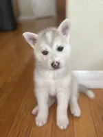 Sandy, a female Siberian Husky for sale in Orlando, FL – 2 of 3