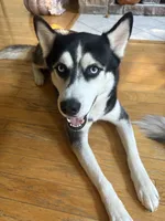 Snoopy, a male Siberian Husky for sale in Orlando, FL – 2 of 4