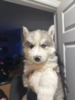 Jenkins, a male Siberian Husky for sale in Orlando, FL – Photo 1 of 2