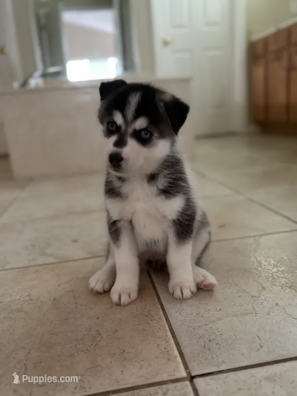 Salem  – Siberian Husky puppy for sale in Orlando, FL
