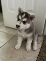 Sugar Cookie, a female Siberian Husky for sale in Orlando, FL – 4 of 6