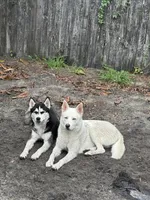 Priscilla, a female Siberian Husky for sale in Orlando, FL – Photo 3 of 3