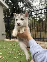 Priscilla, a female Siberian Husky for sale in Orlando, FL – Photo 1 of 3