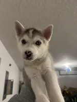 Priscilla, a female Siberian Husky for sale in Orlando, FL – Photo 2 of 3