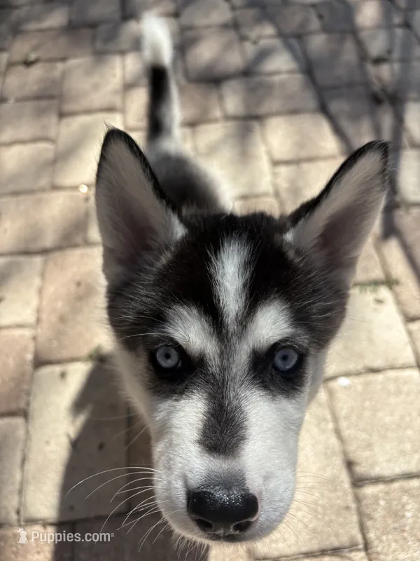 Salem  – Siberian Husky puppy for sale in Orlando, FL