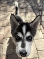 Salem , a male Siberian Husky for sale in Orlando, FL – 1 of 4