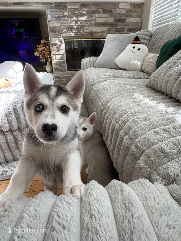 Sugar Cookie – Siberian Husky puppy for sale in Orlando, FL