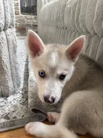 Sandy, a female Siberian Husky for sale in Orlando, FL – 3 of 3