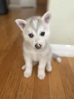 Sandy, a female Siberian Husky for sale in Orlando, FL – 3 of 3