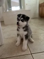 Salem, a male Siberian Husky for sale in Orlando, FL – 1 of 4
