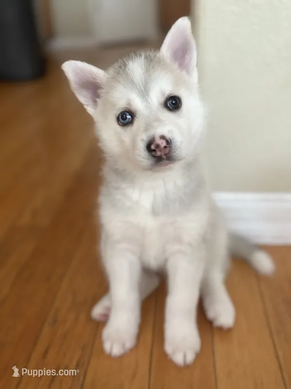 Sandy – Siberian Husky puppy for sale in Orlando, FL