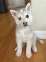 Sandy, a female Siberian Husky for sale in Orlando, FL – 1 of 3