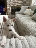 Sandy, a female Siberian Husky for sale in Orlando, FL – 2 of 3
