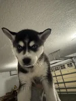 Junior, a male Siberian Husky for sale in Orlando, FL – Photo 2 of 3