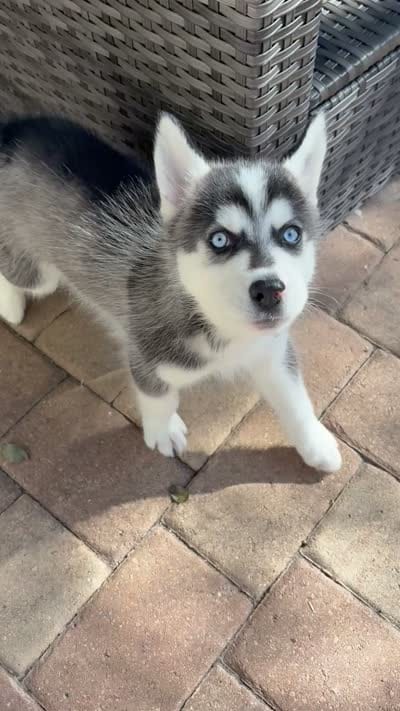 Salem , a male Siberian Husky for sale in Orlando, FL – 3 of 4