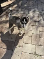 Salem , a male Siberian Husky for sale in Orlando, FL – 4 of 4