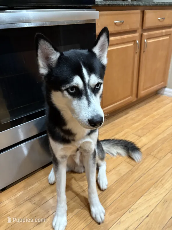 Snoopy – Siberian Husky puppy for sale in Orlando, FL