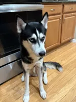 Snoopy, a male Siberian Husky for sale in Orlando, FL – 1 of 2