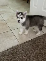 Sugar Cookie, a female Siberian Husky for sale in Orlando, FL – 6 of 6