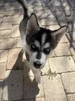 Salem , a male Siberian Husky for sale in Orlando, FL – 2 of 4