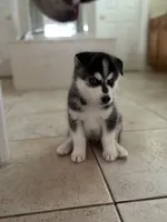 Salem, a male Siberian Husky for sale in Orlando, FL – 3 of 4