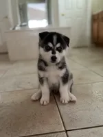 Salem , a male Siberian Husky for sale in Orlando, FL – 3 of 3