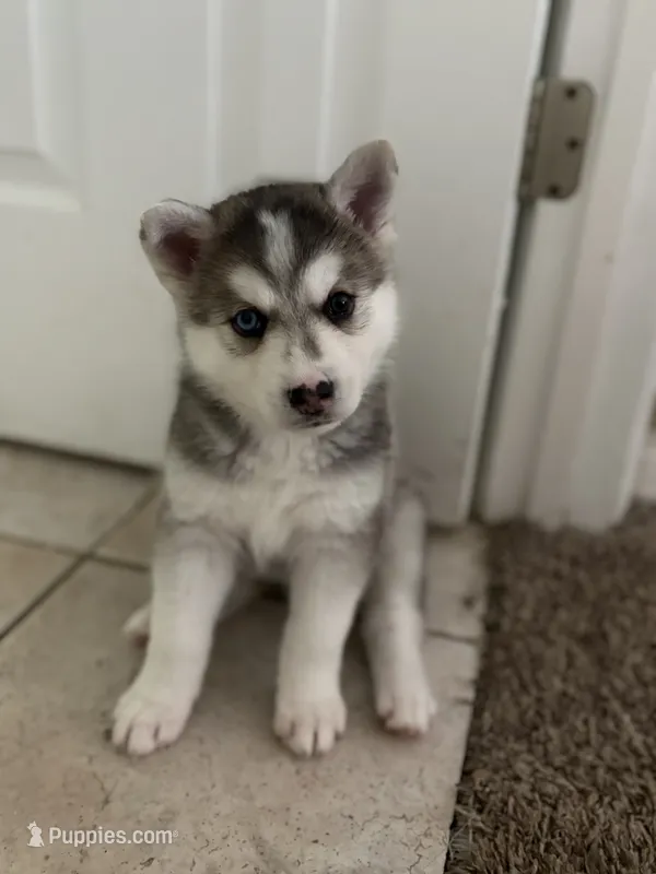 Sugar  – Siberian Husky puppy for sale in Orlando, FL