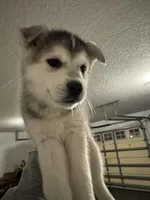 Bear , a male Siberian Husky for sale in Orlando, FL – Photo 2 of 3