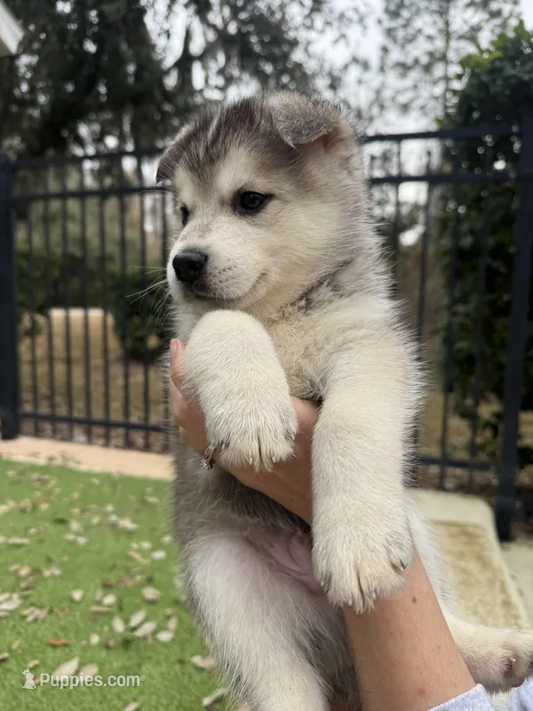 Bear , a male Siberian Husky for sale in Orlando, FL – Photo 1 of 3