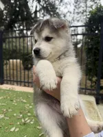 Bear , a male Siberian Husky for sale in Orlando, FL – Photo 1 of 3