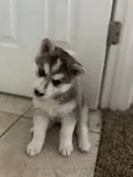 Sugar Cookie, a female Siberian Husky for sale in Orlando, FL – 5 of 6