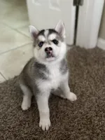 Sugar , a female Siberian Husky for sale in Orlando, FL – 2 of 4