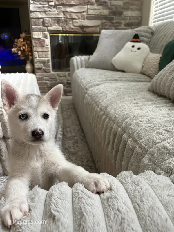 Sandy – Siberian Husky puppy for sale in Orlando, FL
