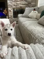 Sandy, a female Siberian Husky for sale in Orlando, FL – 1 of 4