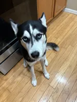 Snoopy, a male Siberian Husky for sale in Orlando, FL – 2 of 2