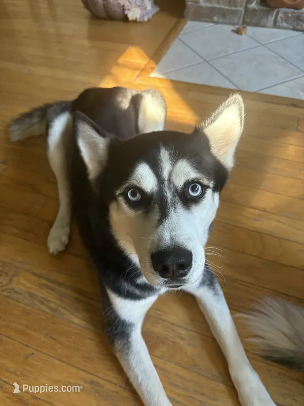 Snoopy – Siberian Husky puppy for sale in Orlando, FL