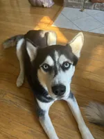 Snoopy, a male Siberian Husky for sale in Orlando, FL – 1 of 2