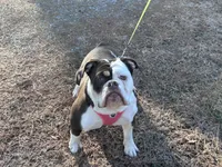 Wiggles, a female English Bulldog for sale in Durham, NC – Photo 2 of 7