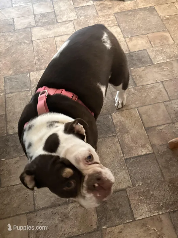 Wiggles – English Bulldog puppy for sale in Durham, NC