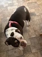 Wiggles, a female English Bulldog for sale in Durham, NC – Photo 1 of 7