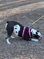 Wiggles, a female English Bulldog for sale in Durham, NC – Photo 7 of 7