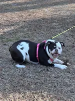 Wiggles, a female English Bulldog for sale in Durham, NC – Photo 4 of 7