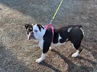 Wiggles, a female English Bulldog for sale in Durham, NC – Photo 6 of 7