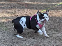 Wiggles, a female English Bulldog for sale in Durham, NC – Photo 3 of 7