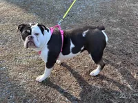 Wiggles, a female English Bulldog for sale in Durham, NC – Photo 5 of 7