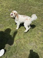 Ollie, a male Miniature Goldendoodle for sale in Horn Lake, MS – 4 of 4