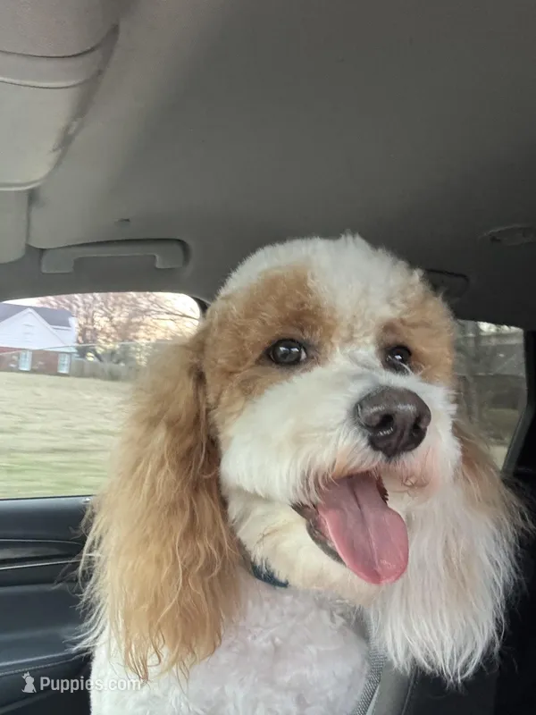 Ollie – Miniature Goldendoodle puppy for sale in Horn Lake, MS